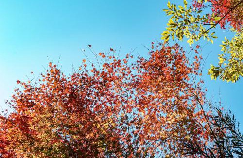 Futo Villa | AMAO VILLA 伊豆高原