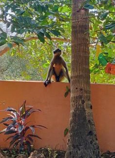 Anjuna Haus | Anjuna Hideout