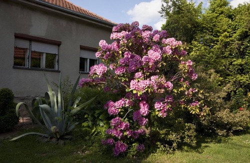 Municipality of Krizevci Wohnung | Ferienwohnung Branka - colorful: R2(1) - Krizevci, Kontinental Kroatie, Kroatien