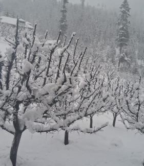 Pahalgam Wohnung | Apple Garden view and restaurant