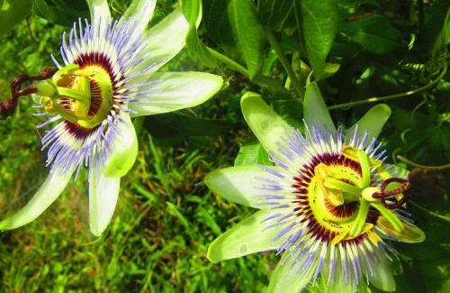 Colonia Carlos Pellegrini Hotel | Arandu ecolodge