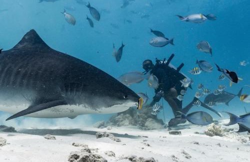 Fuvahmulah Hotel | Ataraxis Grand and Spa Fuvahmulah