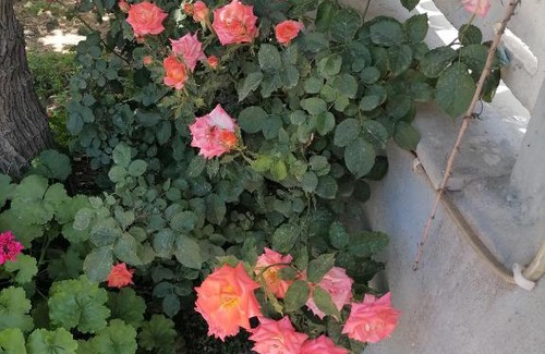 Aliaga Wohnung | Bahçeli deniz kenarında daire