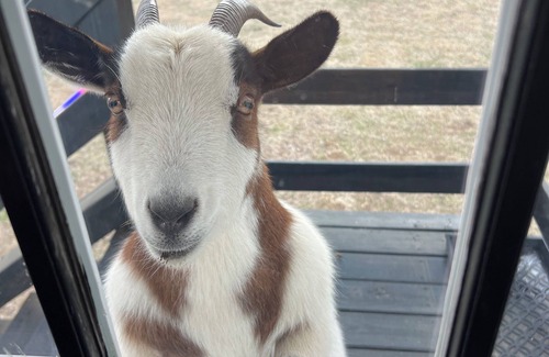 Spring Hill Hütte | Beautiful, Relaxing Farm Retreat with amazing grounds