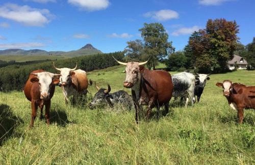 uMngeni Haus | Beverley Country Cottages