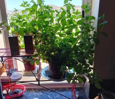 Reno Haus | Big YELLOW HOUSE On The Hill