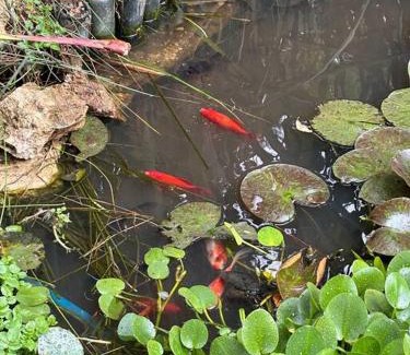 San Cristobal de las Casas Skihütte | Cabaña ecológica de la granjita