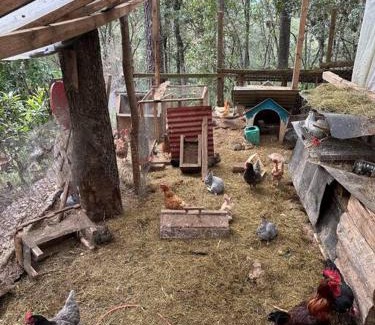 San Cristobal de las Casas Skihütte | Cabaña ecológica de la granjita