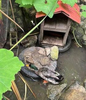 San Cristobal de las Casas Skihütte | Cabaña ecológica de la granjita