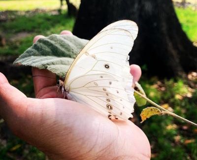 Ocuilan Kabine | Cabaña Roble