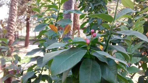 Termas de Rio Hondo Kabine | Cabañas Ensueño del Lago