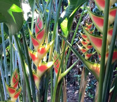 Tuxtla Chico Haus | cabin Claro luna orchard swimming pool 70mbps wifi