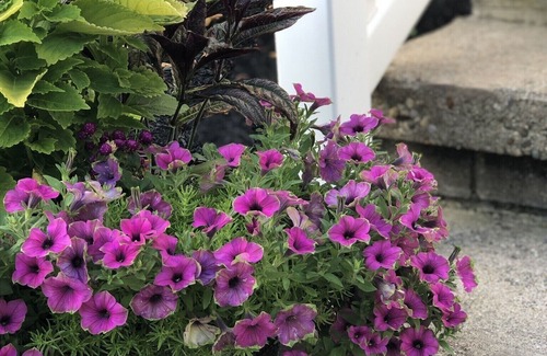 North Lawrence Hütte | Cape Cod Cottage Apartment-king sized Sleep Number bed