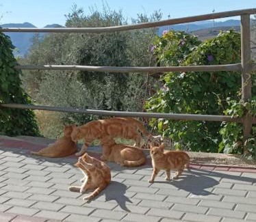 Lecrin Haus | Casa Blanca, Acequias, Lecrin valley, Granada