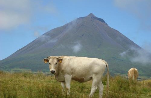 Lajes do Pico Haus | Casa da Abrótea