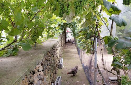 Porto Judeu Haus | Casa das Rosas