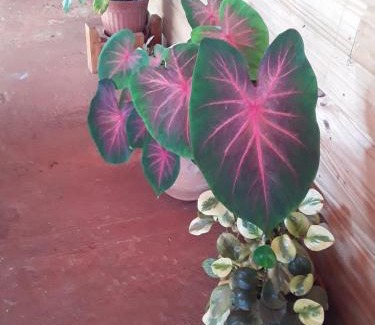 Ruiz de Montoya Haus | Casa de la Oma