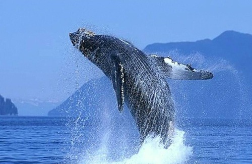 San Jose del Cabo Resort | Casa Mango im Palapas Resort in San Jose Del Cabo gegenüber vom Strand