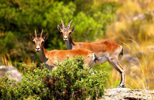 Elche De La Sierra Haus | Casa Rural La Tahona