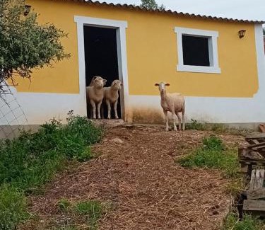 Alcobertas Haus | Casal da FontAgrão