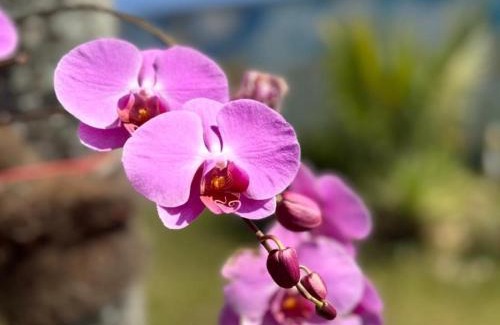 Vila Nova Haus | CASARÃO DO ALTO - Armação dos Búzios - RJ