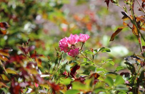 Ashland Hotel | Cedarwood Inn of Ashland