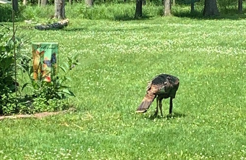 Hudson Haus | Charming Historical Hudson Retreat on almost 4 acres! Wildlife views daily!!