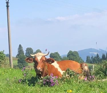 Oravska Lesna Skihütte | Chata Vločka - Orava Snow v lyžiarskom stredisku