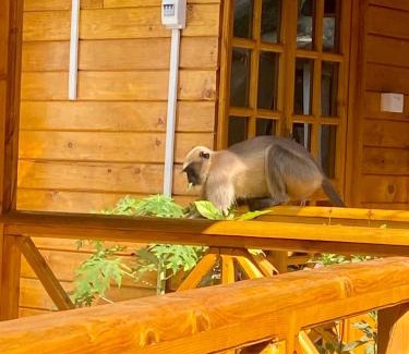 Palolem Kabine | Chill Out Jasmine Restaurant Bar Rooms