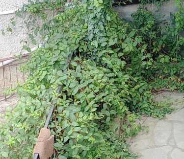 Pylaia-Chortiatis Haus | Christos ΙΙ