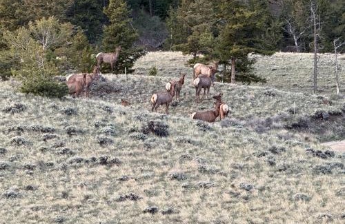 Wapiti Haus | Cody WY Yellowstone Luxury Mountain Retreat