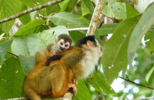 Puerto Jimenez Haus | COOLEST TreeHouseInCostaRica,Sleeps 8,Corcovado & Ocean Views. Full home in tree