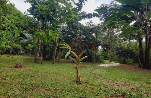 Los Planes Kabine | corcovado green parrot