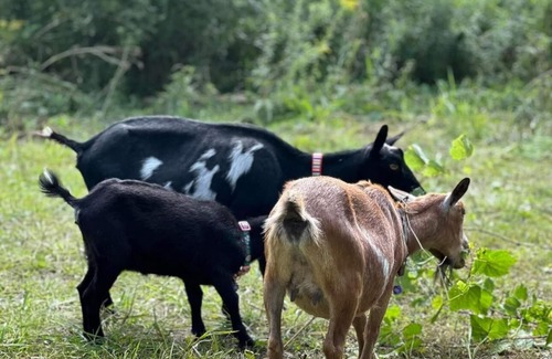 Onondaga Haus | Country setting but close to the city