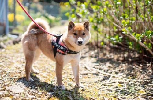 Aridagawa Haus | countryside stay ゲストハウスもらいもん