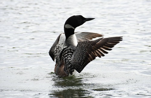 Lewiston Hütte | Cozy 2 bedroom cottage on Big Wolf Lake