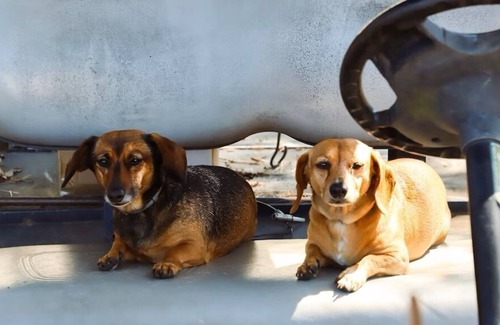 Putnam Hall Kabine | Cozy Covered Family Wagon on Rooterville’s Working Farm and Animal Sanctuary