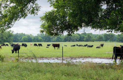 Blakely Kabine | Cozy Rustic Open Design Cabin with Fiber Internet/WiFi, AC in charming BlakelyGA