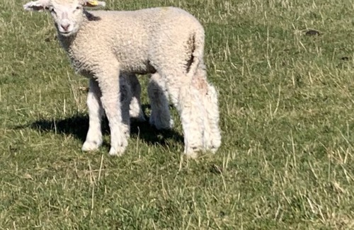 Rendcomb Hütte | Delightful Cotswold cottage with open fireplace and Rayburn