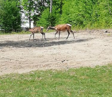 Zetea Haus | Demény vendégház