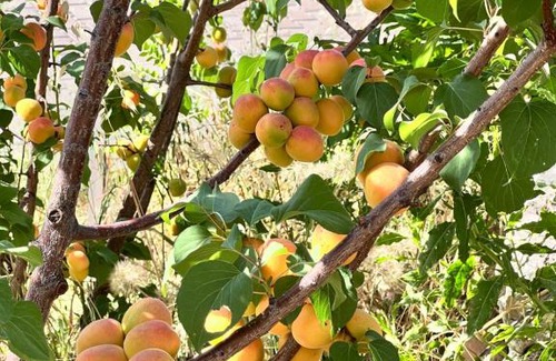 Olympos Haus | Detached house surrounded by fruit trees, very close to Olympos and Çıralı