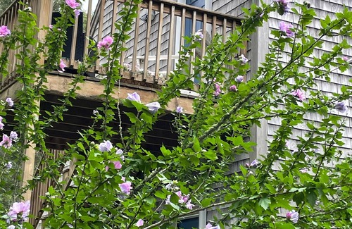 Oak Bluffs Wohnung | Discover the magic of Martha’s Vineyard! NEW ! Build in 2020 !