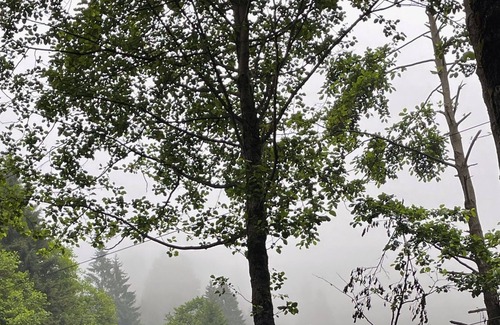 Ayder Yaylasi Hütte | Doğanın içinde Bir Dome