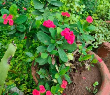 Mangalore Wohnung | Dom's Inn