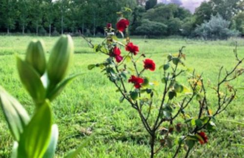 Partido de Carmen de Areco Haus | Don Luis Bueno