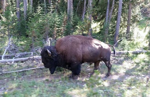 Powell Haus | Eaglenest Guest Getaway, Minutes to Cody, Beautiful River View