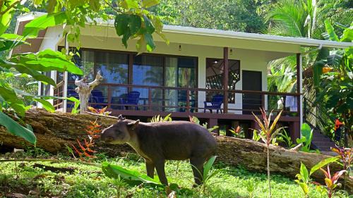 Drake Bay Haus | Eden Corcovado