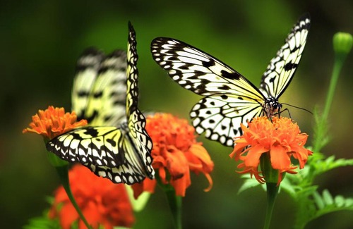 Toril Resort | Eden Nature Park and Resort