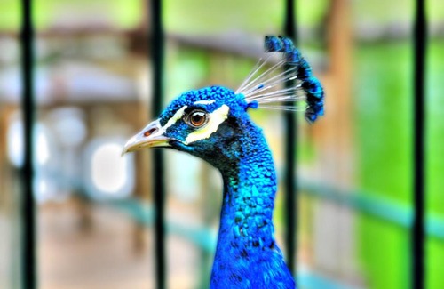 Toril Resort | Eden Nature Park and Resort