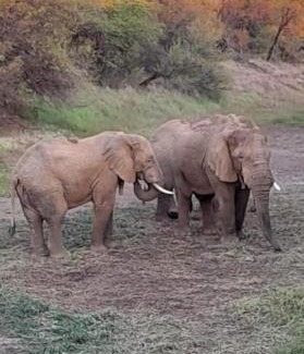 Kareeberg Haus | Enso Botanico 41 inside the Dinokeng Big 5 Game Reserve